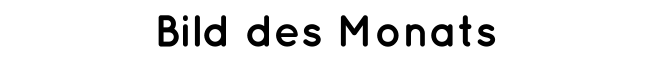 Bild des Monats