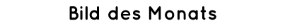 Bild des Monats