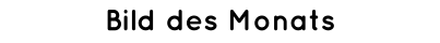 Bild des Monats