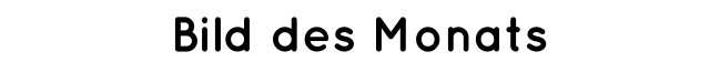 Bild des Monats