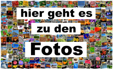 hier geht es  zu den  Fotos